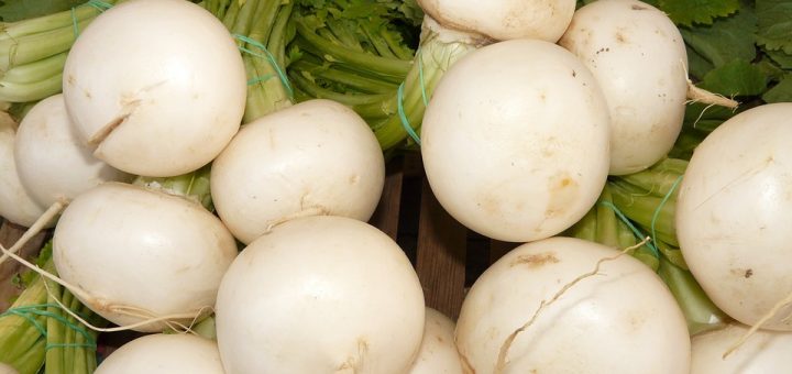 Information on the cultivation of turnips