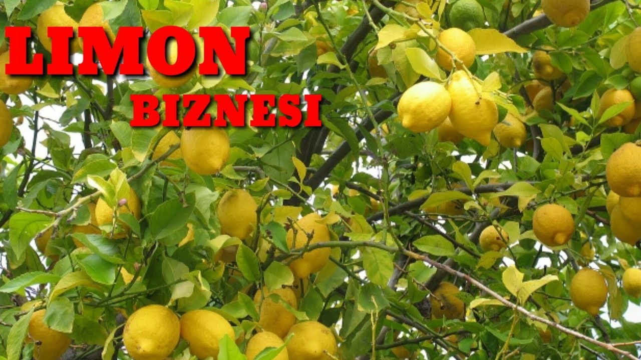 culture du citron