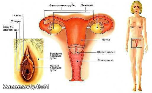 Клитор Девочки Фото