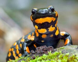 Salamandra — afsonaviy jonivor